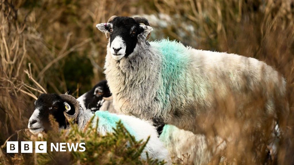 How Devon and Cornwall became bluetongue virus hotspot - BBC