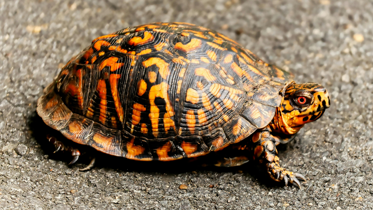 Eastern box turtle (Image Credit: Canva) Eastern box turtle<br>