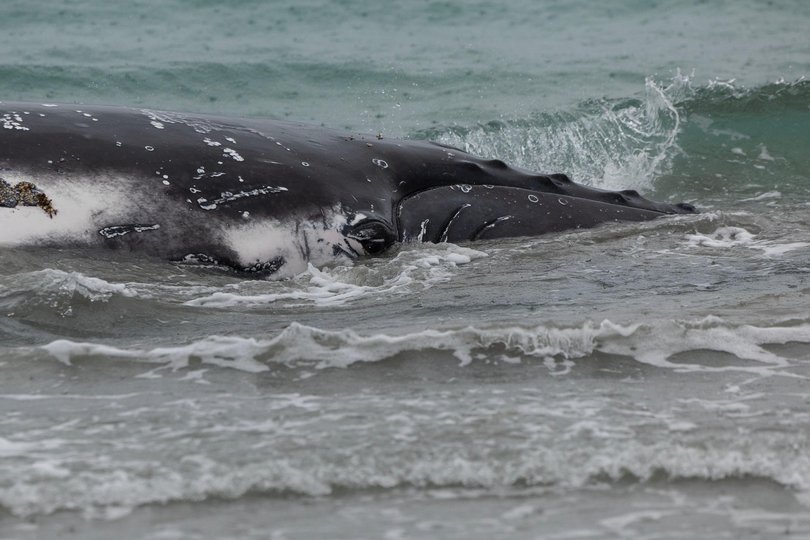 Scenes from Long Point in Port Kennedy today where a sub adult blue whale has beached. Picture: Michael Wilson