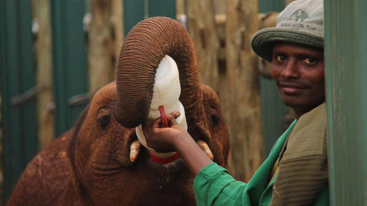 Baby elephant with keeper | Wikimedia Commons elephant (6)