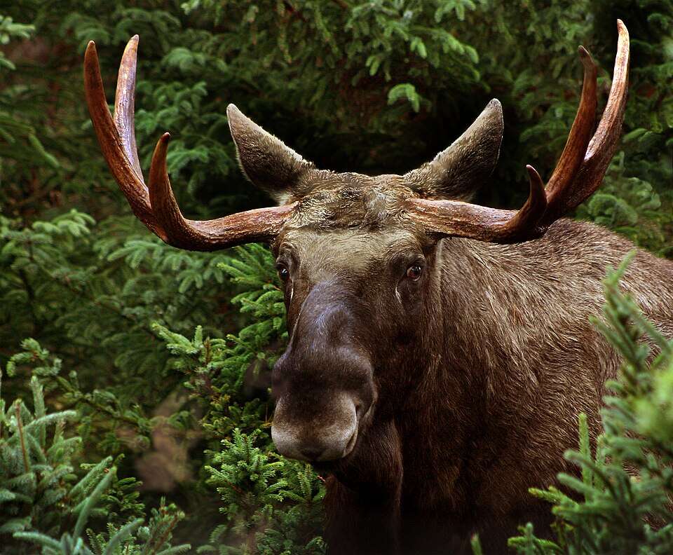 A moose stands in a North American forest. As one of the large herbivores influenced by wolf populations, moose play an important role in shaping forest ecosystems. Image Credits Wikimedia Commons. Elgportraet_han_(Alces_alces)