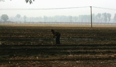Farmer accidentally kills 25 acres of crops after trusting AI advice