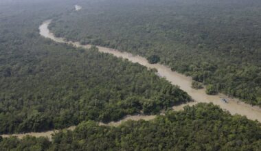 Ecological collapse in the world’s largest mangrove forest is a preview of what’s to come