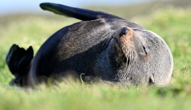 First bird flu death in an Australian mainland mammal is a grim milestone. We know how bad this can get