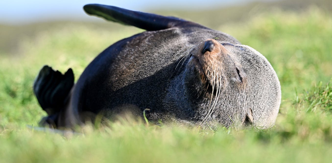 First bird flu death in an Australian mainland mammal is a grim milestone. We know how bad this can get
