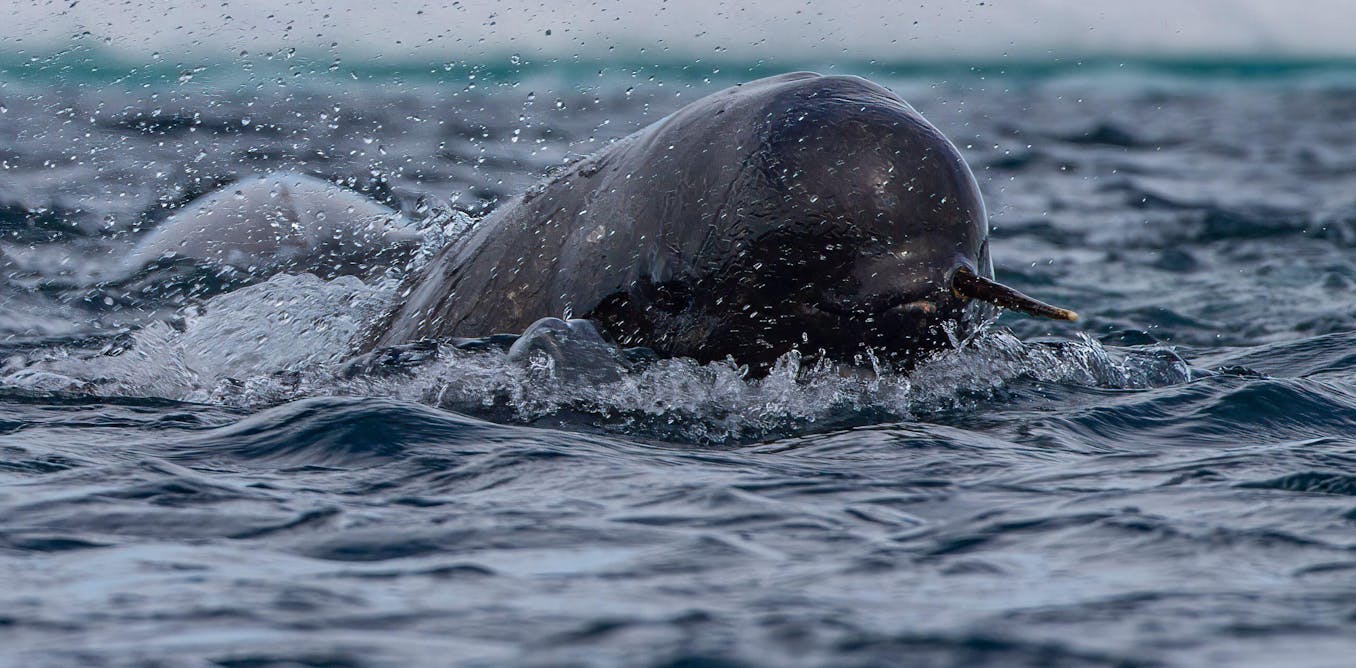Narwhals are helping scientists map warm water hidden in Greenland’s fjords