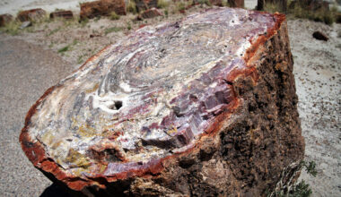 Fossilized wood preserves geological records up to 300 million years