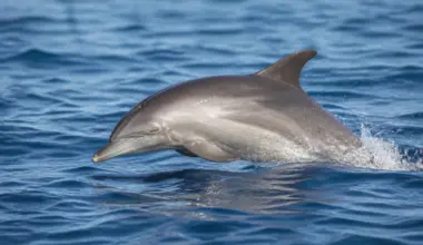 Australia confirms H5N1 in a dolphin for the first time