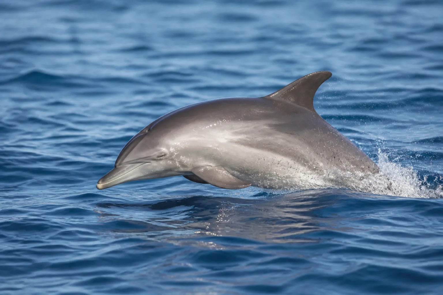 Australia confirms H5N1 in a dolphin for the first time