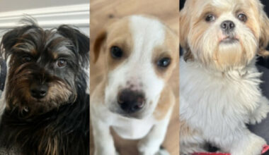 Poll: Which of these dogs should win the Great Irish Bark Off for August?