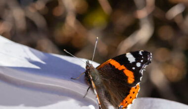 Quiz: How much do you know about butterflies? · TheJournal.ie