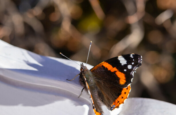 Quiz: How much do you know about butterflies? · TheJournal.ie