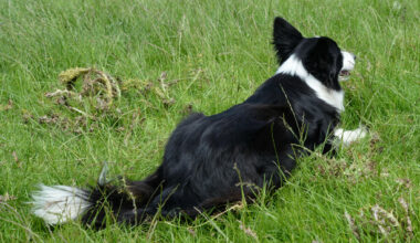 Woman and young boy hospitalised after dog attack in Co Clare