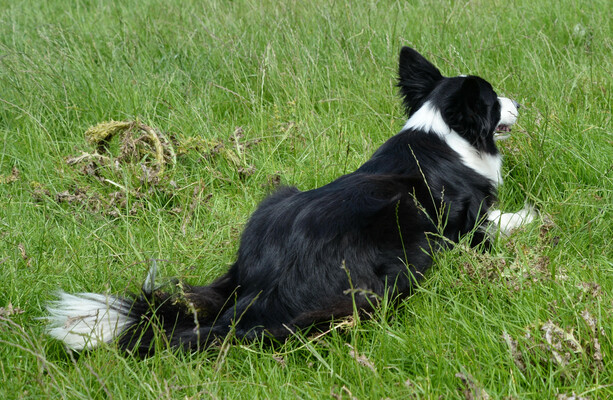 Woman and young boy hospitalised after dog attack in Co Clare