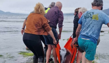 Locals mount dramatic rescue operation after dolphins stranded on Kerry Gaeltacht beach