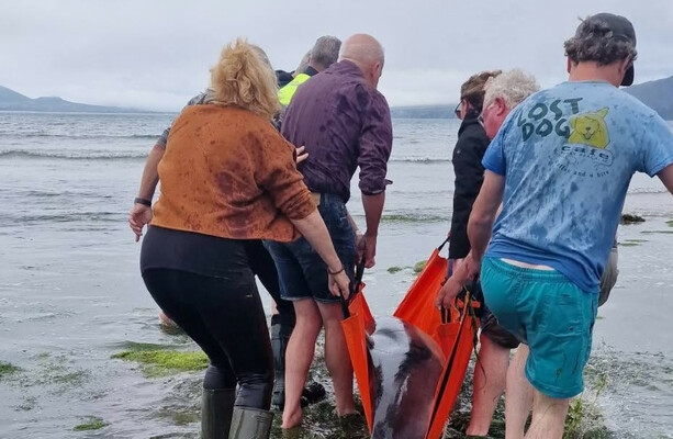 Locals mount dramatic rescue operation after dolphins stranded on Kerry Gaeltacht beach