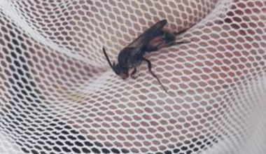 Critically endangered bee rediscovered in Offaly after 26 years
