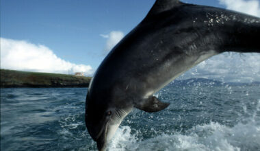 Fungie was a mix of two different bottlenose dolphin populations native to Irish waters