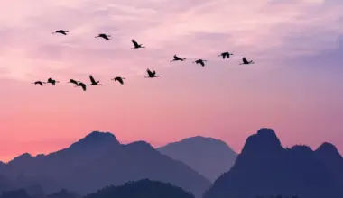 Here is how migratory birds cross entire continents with uncanny precision, according to scientists