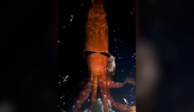 Why a Live Giant Squid at the Surface Is One of the Ocean’s Rarest Sights