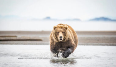 People Are Shook by the Speed This Grizzly Hits in 'Mama Bear' Mode