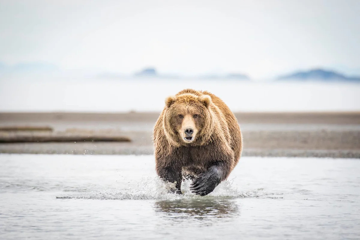 People Are Shook by the Speed This Grizzly Hits in 'Mama Bear' Mode