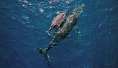 “It was extraordinary – my adrenaline was through the roof” says photographer who captured world-first drone footage of rare marine event