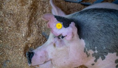 Instead of lions, police found pigs during hunt prompted by 911 call
