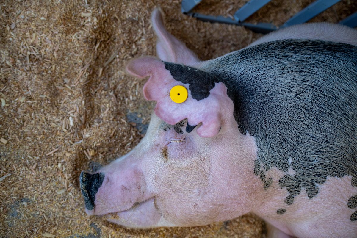 Instead of lions, police found pigs during hunt prompted by 911 call