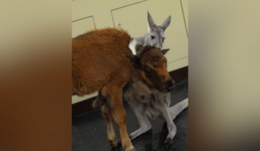 Kangaroo joey, young bison become inseparable best friends at NJ zoo