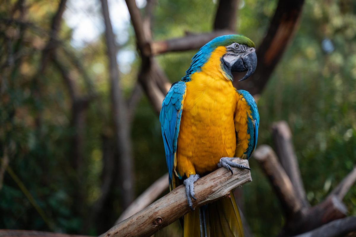 Macaw Tries To Break a Branch While Standing on the Wrong Side of It
