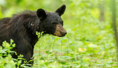 Virginia scientists discover the cues black bears use for hibernation