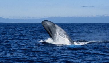 Blue Whales Shouldn't Be Able to Hunt The Way They Do. Scientists Have Finally Discovered How They Pull It Off