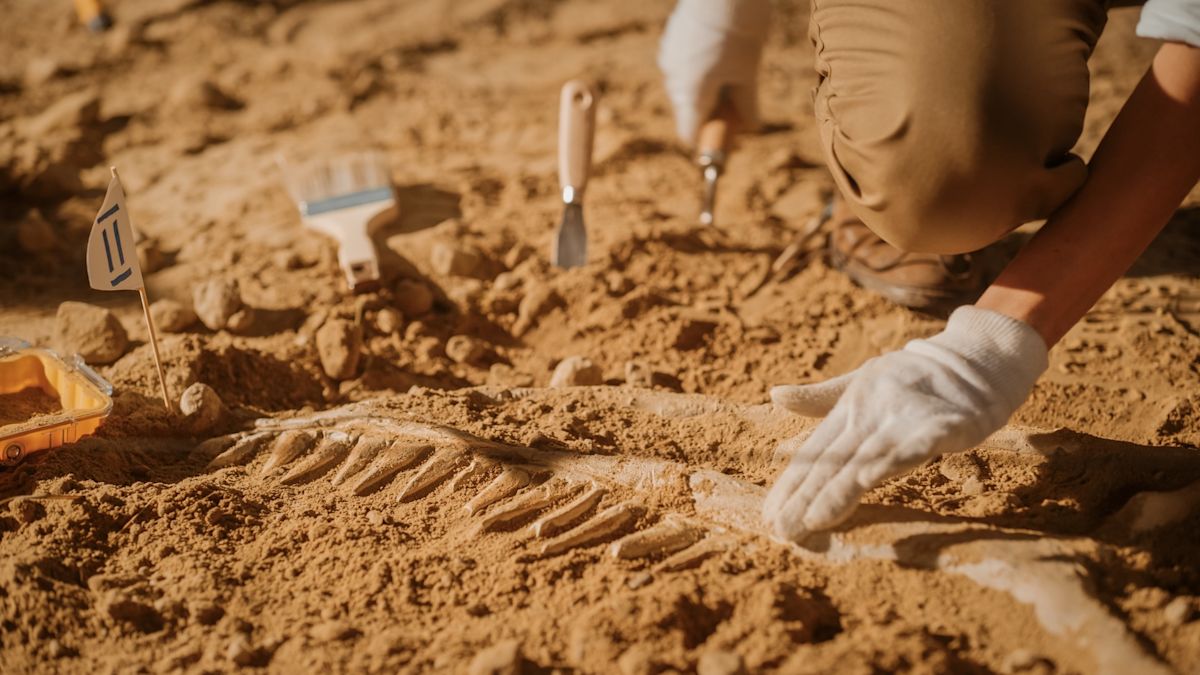 125-million-year-old fossil in China may reveal dinosaur spikes never seen before