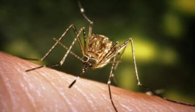Netherlands: West Nile virus death reported in Utrecht province