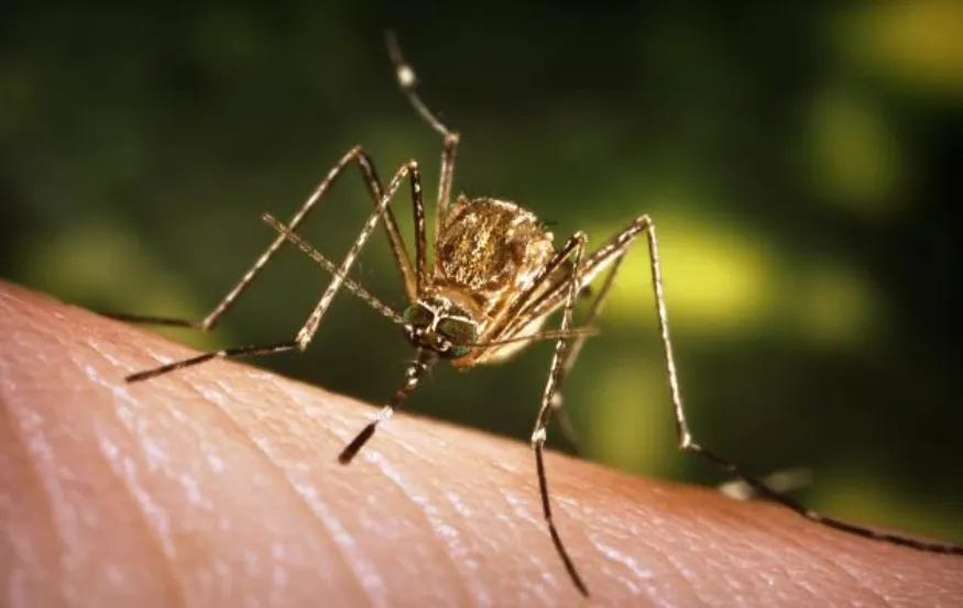 Netherlands: West Nile virus death reported in Utrecht province