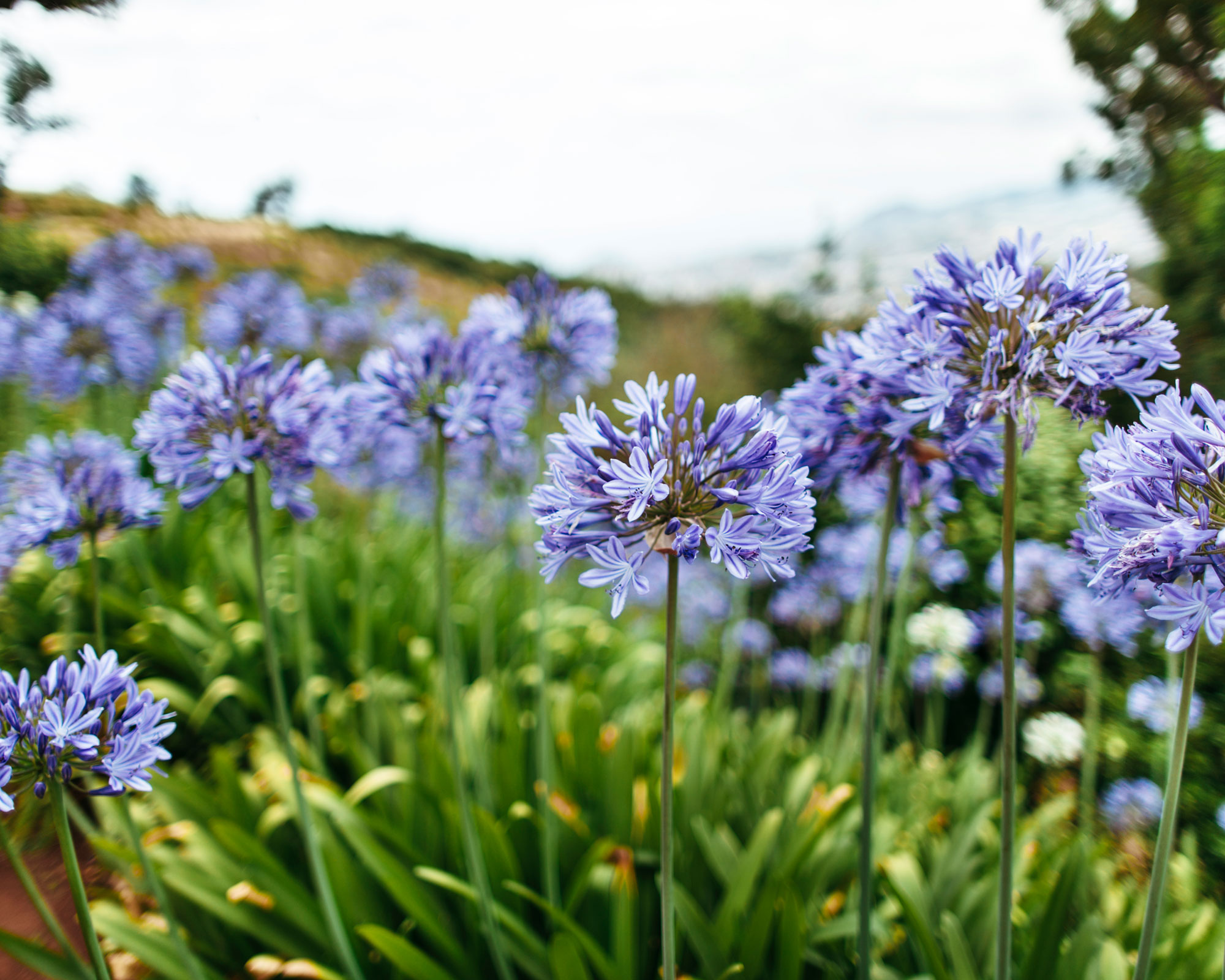 blue agapanthus plants