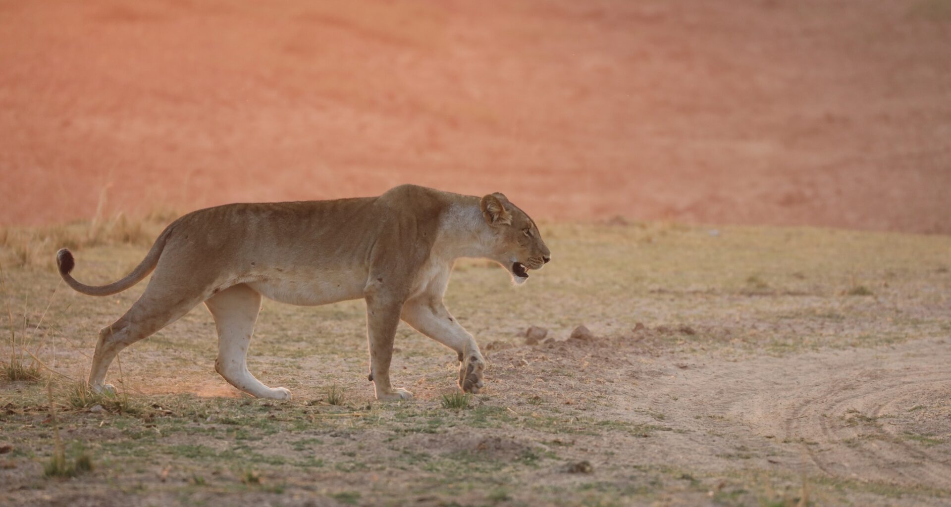 World Lion Day: The communities living with lions