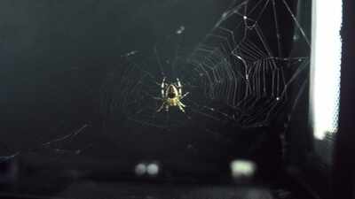 In 1973, NASA sent two spiders into orbit to test whether they could build webs without gravity; both adapted before dying aboard Skylab