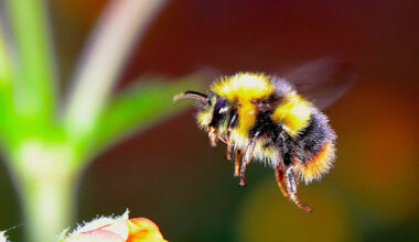 Debeuckelaere et al. used robotic flowers to test the hypothesis that bumblebees (Bombus terrestris) modify nectar choice after pathogen exposure, focusing on quercetin, a common nectar secondary compound with antimicrobial activity. Image credit: Josef Pichler.
