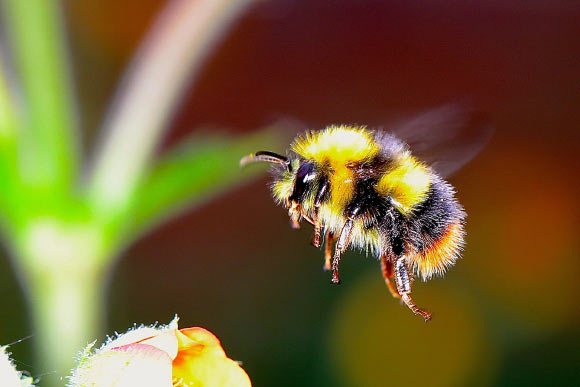 Debeuckelaere et al. used robotic flowers to test the hypothesis that bumblebees (Bombus terrestris) modify nectar choice after pathogen exposure, focusing on quercetin, a common nectar secondary compound with antimicrobial activity. Image credit: Josef Pichler.