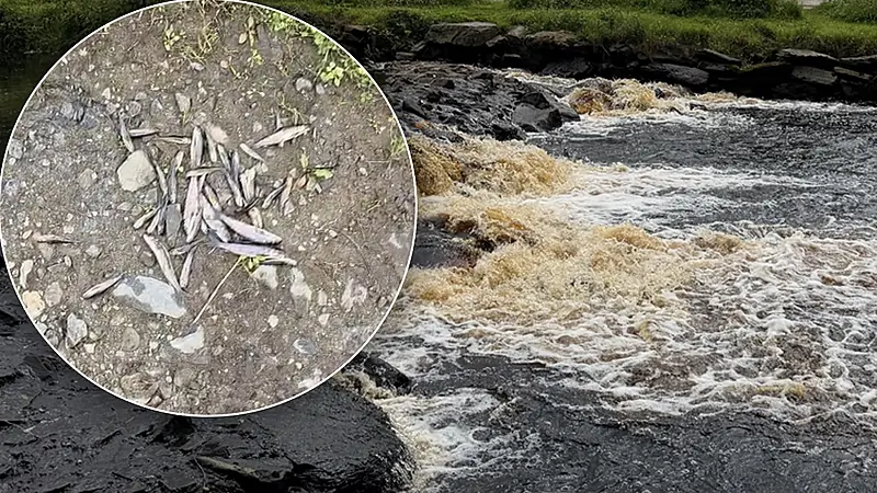 Inland Fisheries now following 'line of inquiry' into Crana fish kill