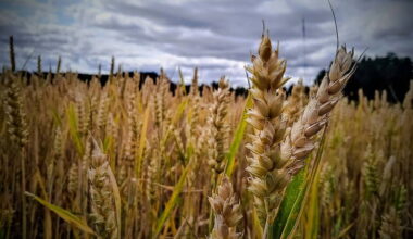 Kerry historian awarded grant for agricultural research project