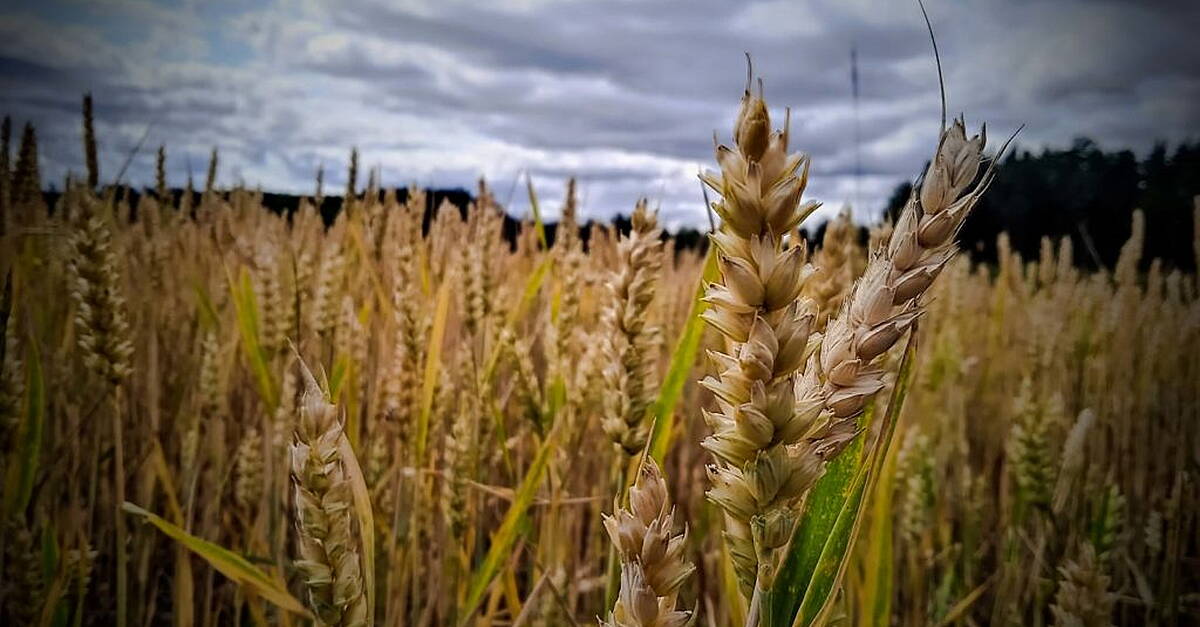 Kerry historian awarded grant for agricultural research project