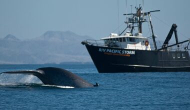The Blueprint