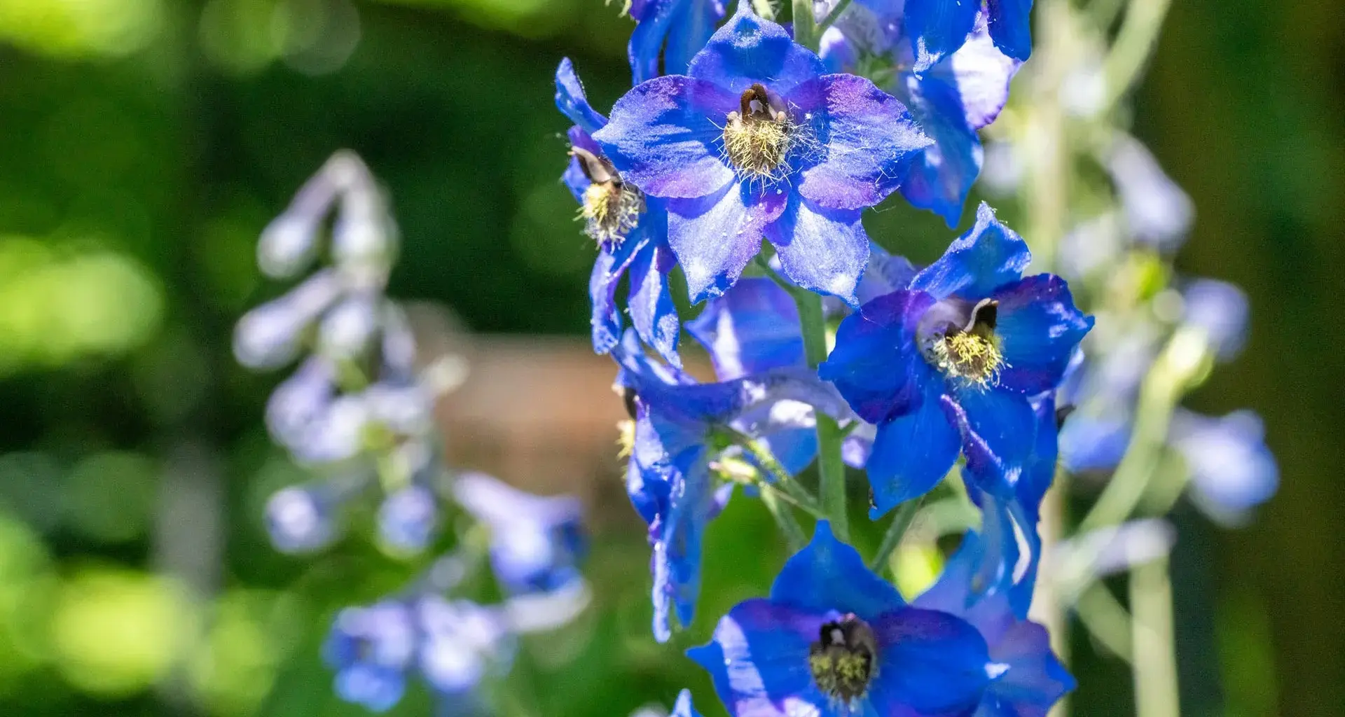 Two deadly flowers could inspire powerful new medicines