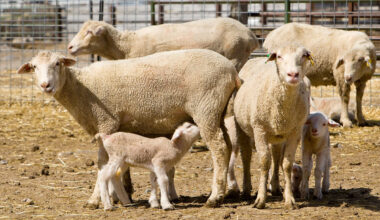 A group of sheep and lambs stand together in a fenced outdoor enclosure. Several adult sheep with full wool coats are positioned alongside young lambs, including one nursing from an adult. Ear tags are visible on some of the animals. The enclosure features metal fencing and dirt ground with scattered straw, with additional structures visible in the background.