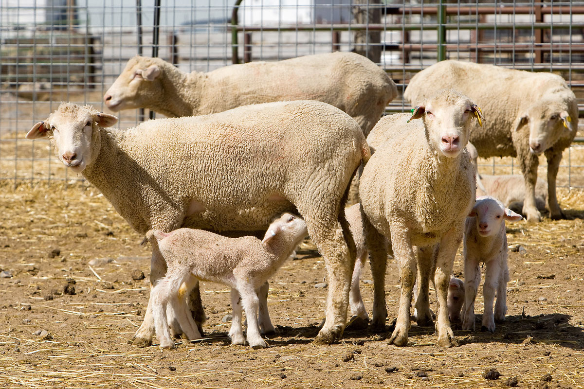 A group of sheep and lambs stand together in a fenced outdoor enclosure. Several adult sheep with full wool coats are positioned alongside young lambs, including one nursing from an adult. Ear tags are visible on some of the animals. The enclosure features metal fencing and dirt ground with scattered straw, with additional structures visible in the background.