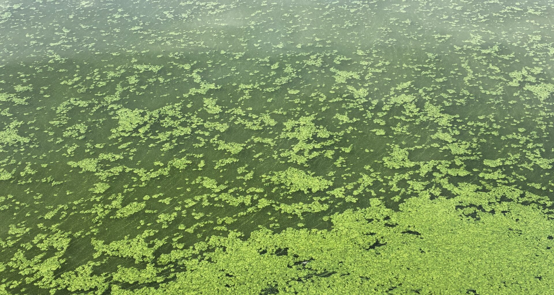 Ireland's largest lake under threat