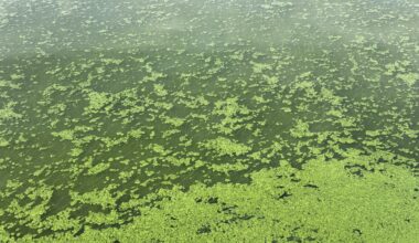 Ireland's largest lake under threat